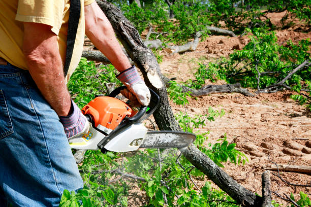 Best Fruit Tree Pruning  in Hampton, GA
